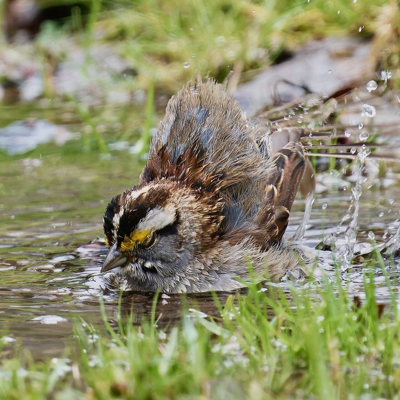 White-throated Sparrow, bathing. South Meadows Trail. East Hartford, CT USA by Paul Danese is licensed under CC BY-SA 4.0.